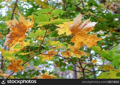 yellow and red tree leaves, autumn background. autumn background, yellow and red tree leave
