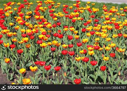 Yellow and red tulip field