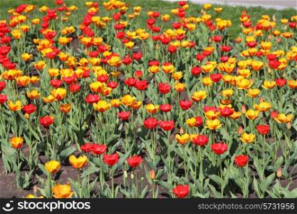 Yellow and red tulip field