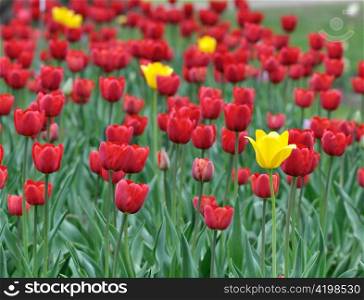 yellow and red tulip field in the spring time