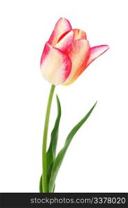 yellow and red tulip isolated on white