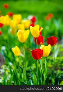 Yellow and red tulips.