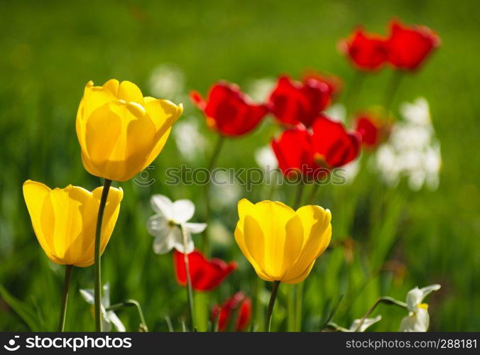 Yellow and red tulips.