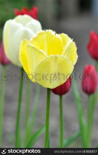 yellow and red tulips , close up shot