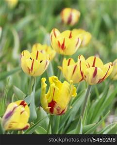 Yellow And Red Tulips Flowers