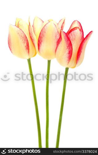 yellow and red tulips isolated on white