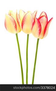 yellow and red tulips isolated on white
