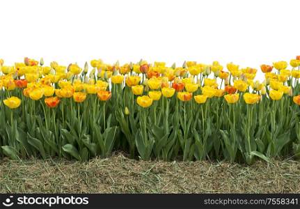 Yellow and red tulips isolated on white background