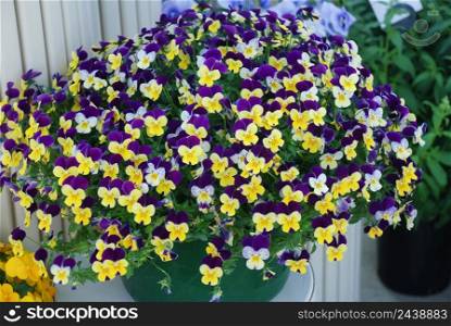Yellow and urple Flower Pansies closeup of colorful pansy flowers, a pot plant full bloom. Yellow and Purple Flower Pansies closeup of a colorful pansy flower full bloom