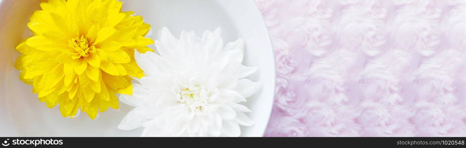 Yellow and white chrysanthemum banner in a cup with water on a background of pink faux fur. Space for copy.