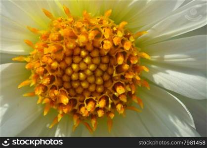 Yellow and white daisy flower in the garden shined at sun