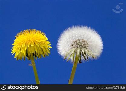 yellow and white dandelions against a blue sky, closeup nature spring. Close up of dandelion