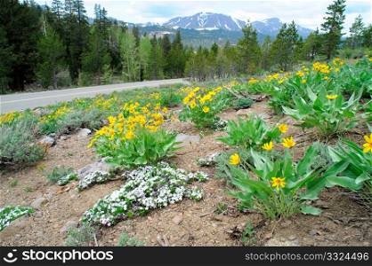 Yellow and white flowers cover a hillside at springtime in the california sierra nevada mountains. Mountain Wildflowers