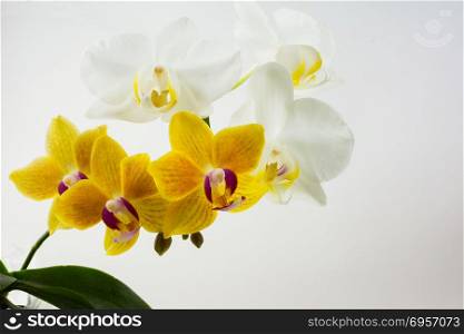 Yellow and white phalaenopsis orchids on white background. Flower frame. Flower background. Flower bouquet. Greeting card. Mothers day. Place for text. Copy space. Orchids. Yellow and white phalaenopsis orchids on white background