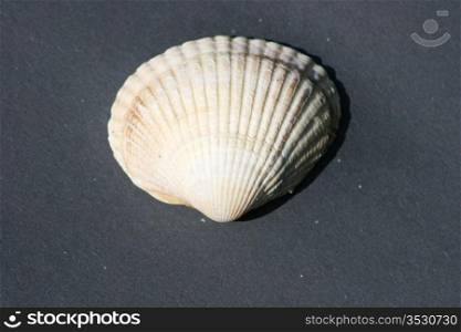 yellow and white striped mussel shell on a black background