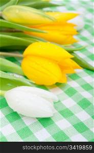 Yellow and White Tulips on Green Gingham Tablecloth