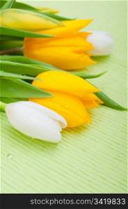 Yellow and White Tulips on Green Tablecloth
