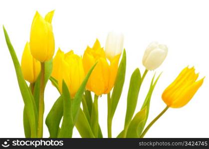 Yellow and White Tulips on White Background - Shallow Depth of Field