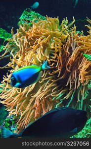 yellow anemone and tropical blue fish in aquarium