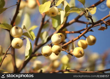 yellow apples