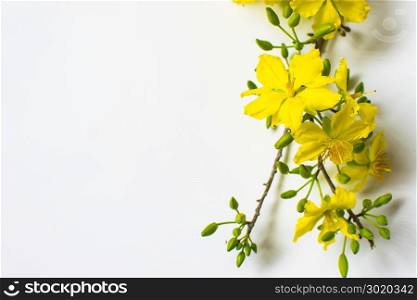 Yellow Apricot Flower isolated on white background, traditional lunar new year in Vietnam