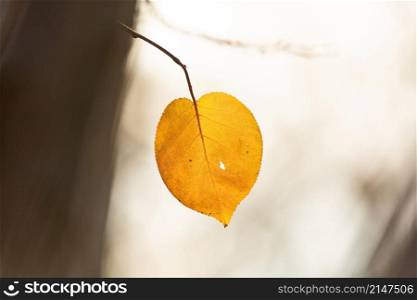 yellow apricot tree leaf, swaying on tree
