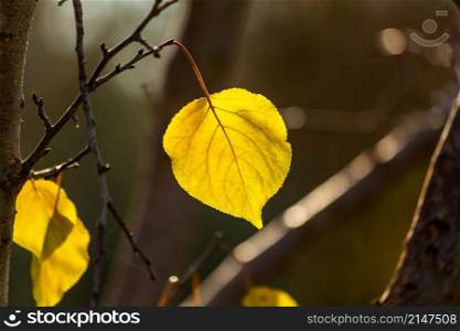 yellow apricot tree leaf, swaying on tree