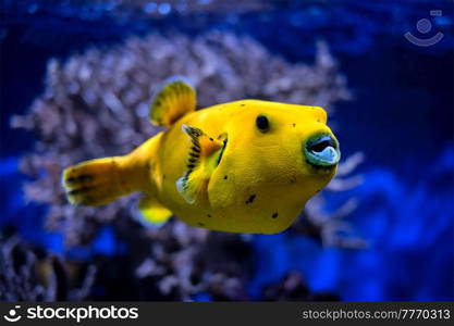 Yellow Arothron meleagris, golden puffer guineafowl puffer fish underwater in Indo-Pacific. Yellow golden puffer guineafowl puffer fish underwater