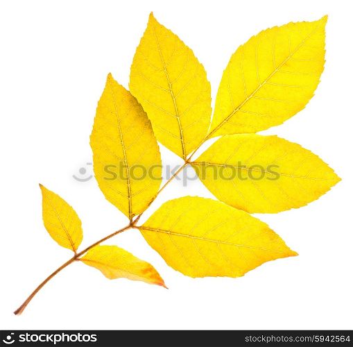Yellow ash leaf isolated on white