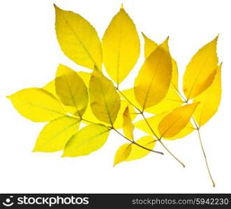Yellow ash leaves isolated on white