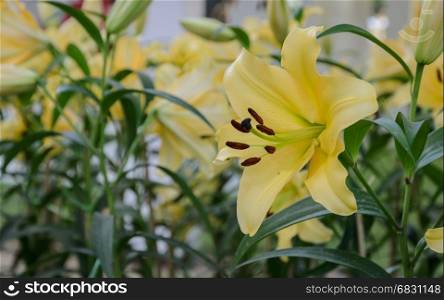 Yellow Asiatic lily flower in the garden