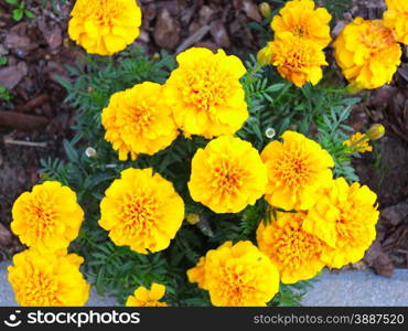 Yellow aster flowers in the garden as background. Marigold - Tagetes erecta L.