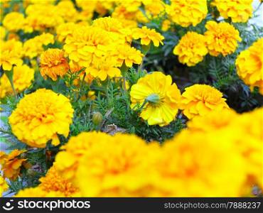 Yellow aster flowers in the garden as background. Marigold - Tagetes erecta L.