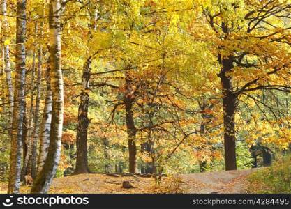 yellow autumn birch and oak forest in sunny day