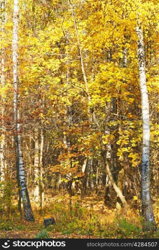 yellow autumn birch forest in sunny day