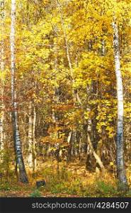 yellow autumn birch forest in sunny day