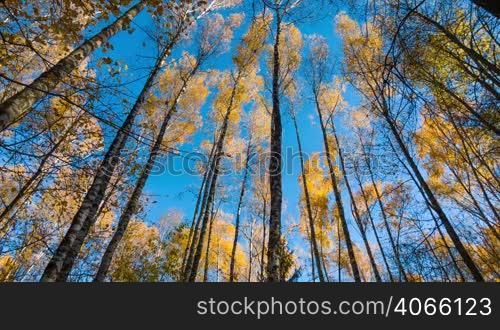 Yellow autumn birches and blue sky