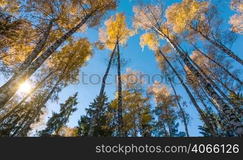 Yellow autumn birches and fly in sky with sun