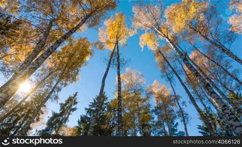 Yellow autumn birches and fly in sky with sun