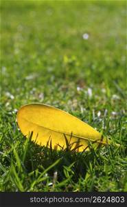 yellow autumn fall leaf on garden green grass lawn vivid seasonal colors