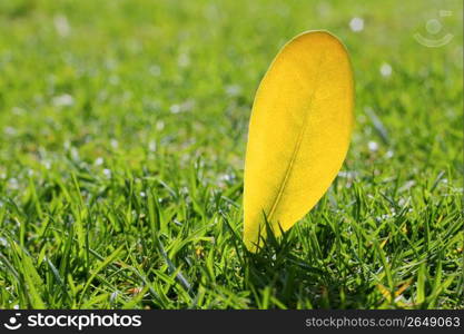 yellow autumn fall leaf on garden green grass lawn vivid seasonal colors