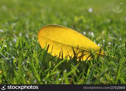 yellow autumn fall leaf on garden green grass lawn vivid seasonal colors