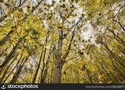yellow autumn foliage in the forest with thin young trees, real autumn season. yellow autumn foliage