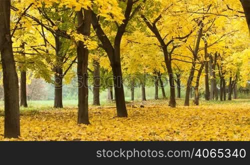 Yellow autumn forest timelapse