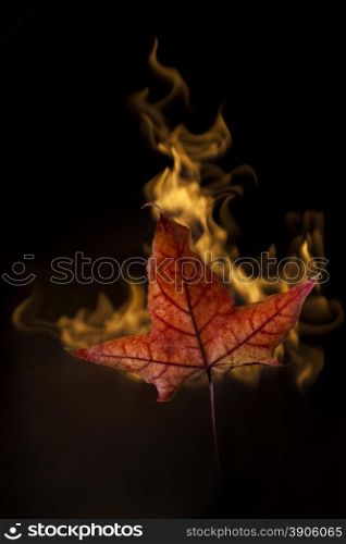 Yellow autumn leaf in fire on black