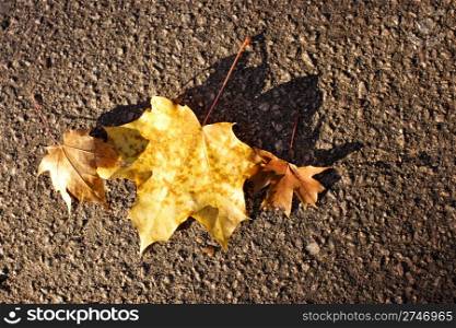 yellow autumn leaf on asphalt background