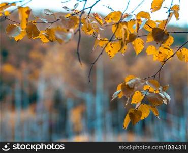Yellow autumn leaves at Blue Pond (Aoiike) in Biei town, Hokkaido, Japan.