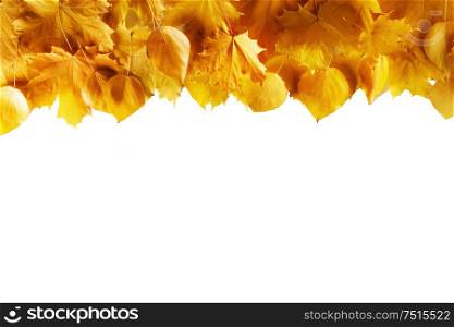 Yellow autumn leaves border frame isolated on white background. Yellow autumn leaves frame