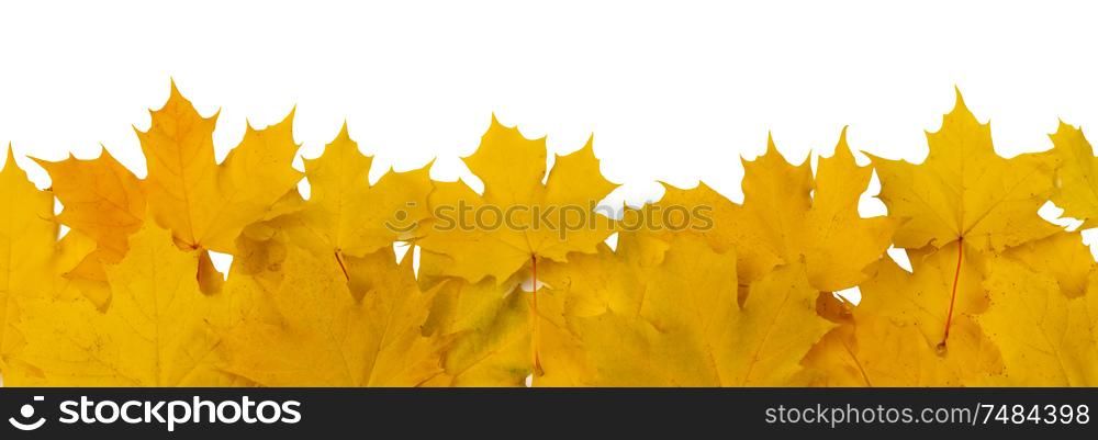 Yellow autumn leaves frame isolated on white background copy space for text. Autumn leaves frame