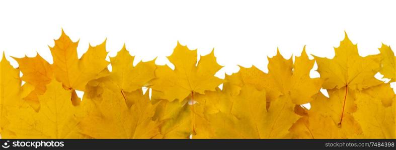 Yellow autumn leaves frame isolated on white background copy space for text. Autumn leaves frame
